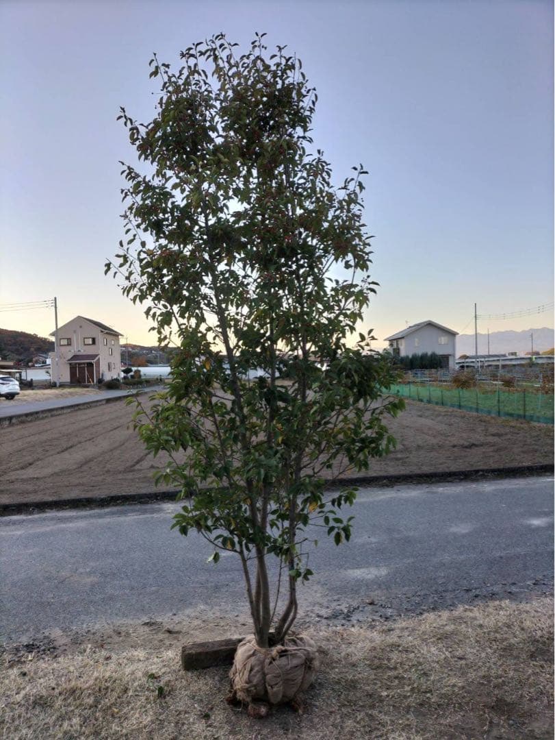 ソヨゴ メス 株立ち 6本立ち (実 すずなり) 楽天市場】【現品発送】ソヨゴ 株立ち 雌株(メス株) 樹高1.7m