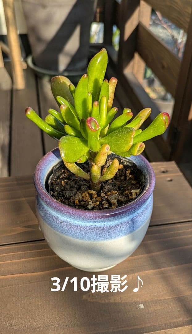 金のなる木ゴーラム（宇宙の木）抜き苗♪ - メルカリ