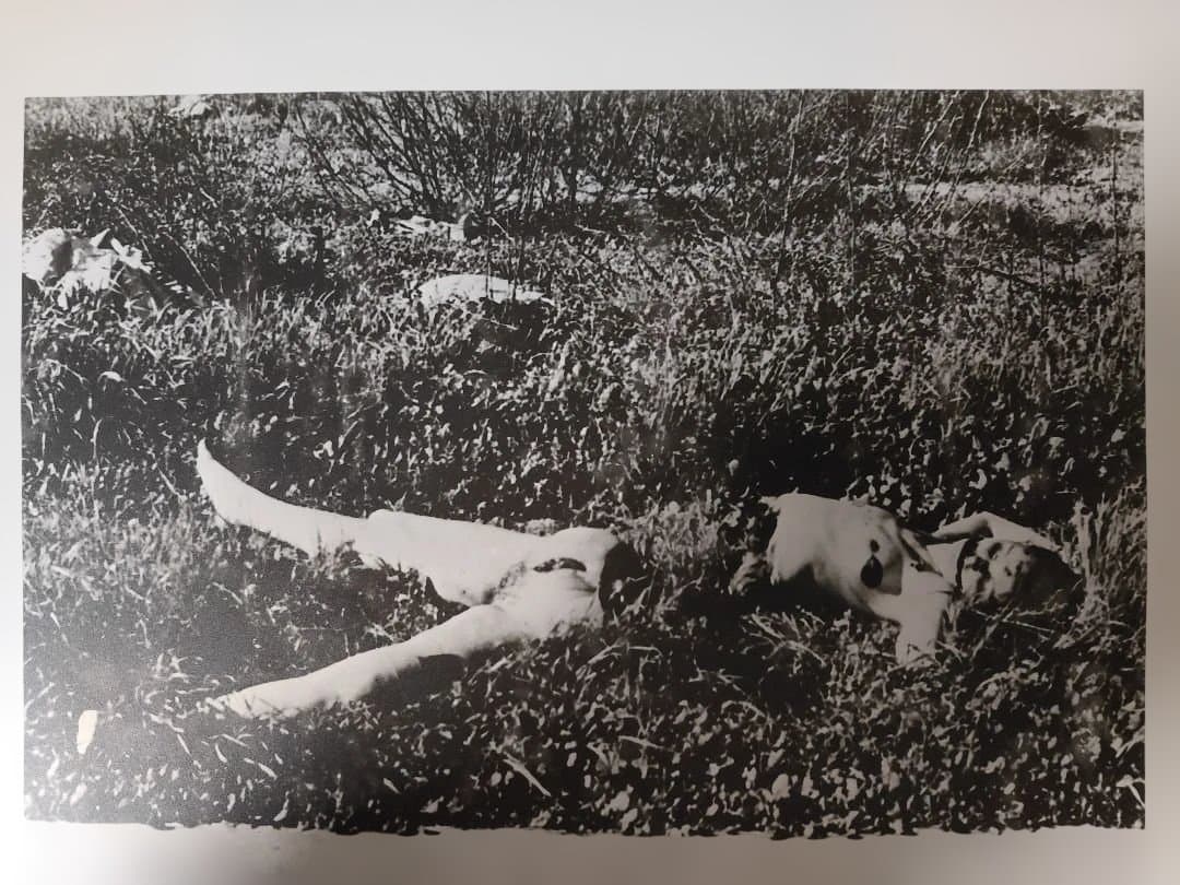 DEATH SCENES 　Katherine Dunn　限定プリント1枚付属