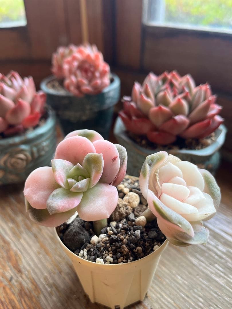 m i em i e様専用♪多肉・ラブリーローズ錦・カット苗 - メルカリ