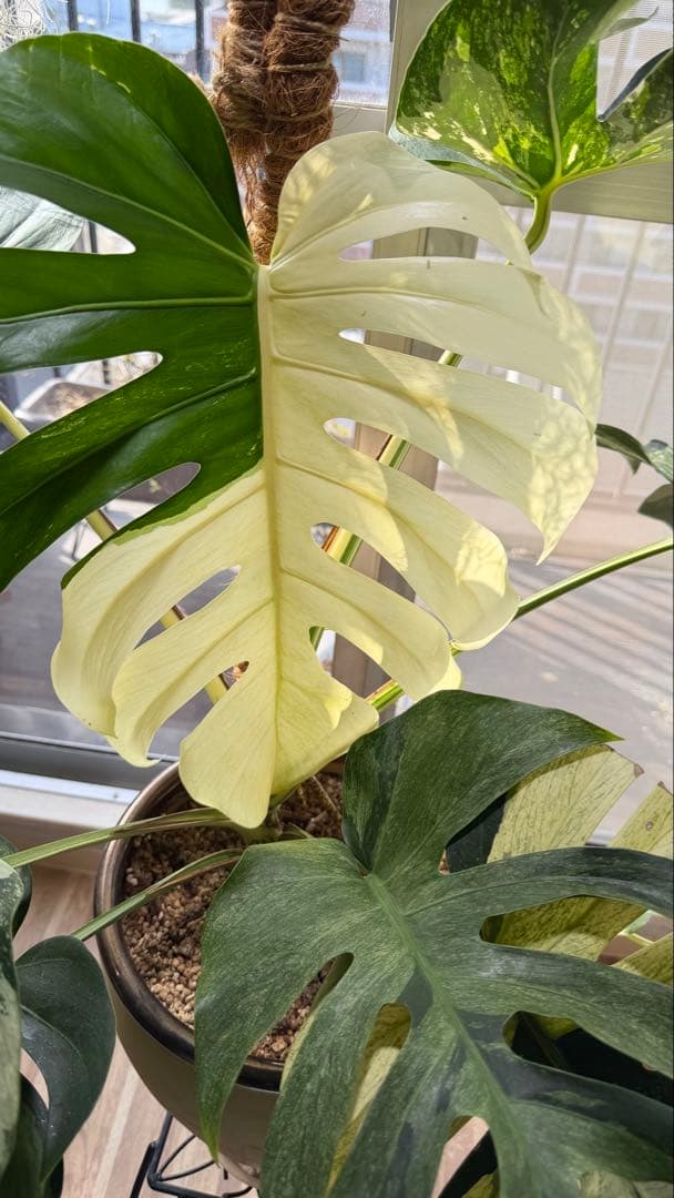 モンステラ デリシオーサ ジャングルミント - メルカリ