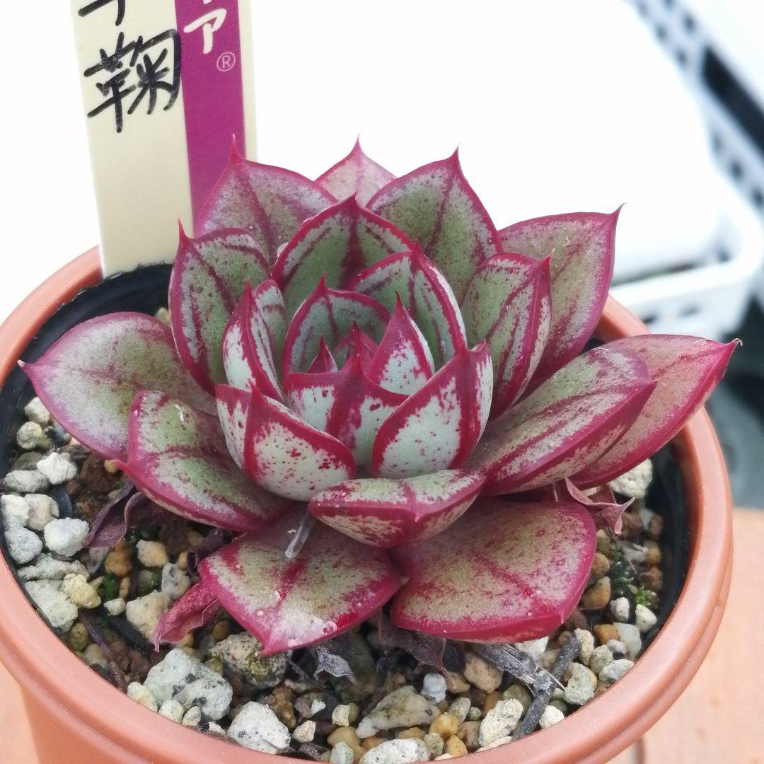 メルカリ便】 紅手鞠 ミックスベリア 多肉植物 おらいさん苗 - メルカリ