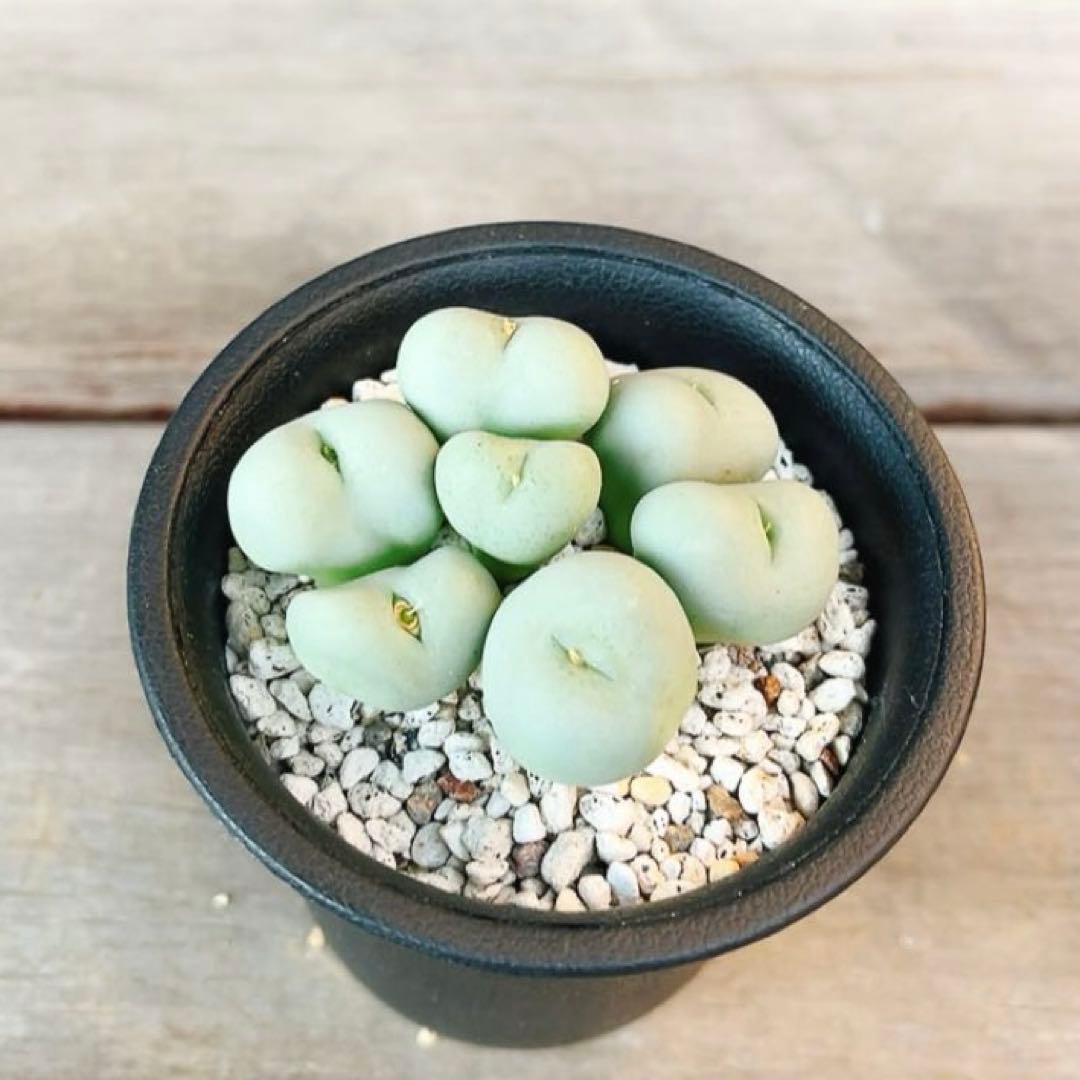 期間限定販売❗️》『コノフィツム グラブルム』極美・群生株 ポット