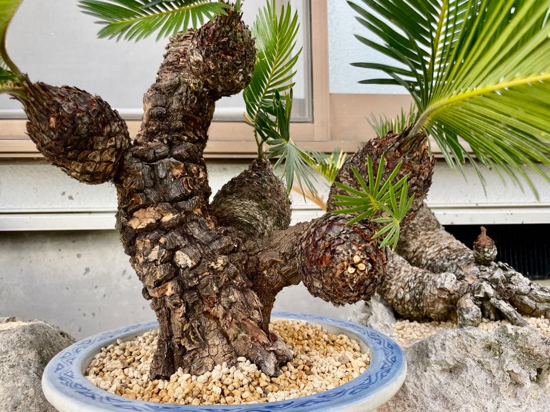 蘇鉄 ソテツ 盆栽 松肌 - メルカリ