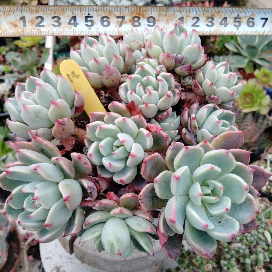 多肉植物 七福美尼 抜き苗大苗 - メルカリ