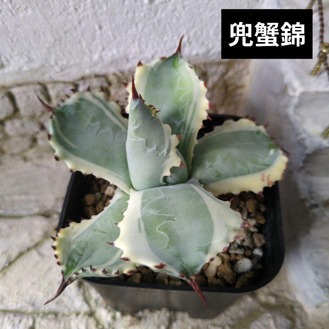 兜蟹錦① アガベ チタノタ - メルカリ