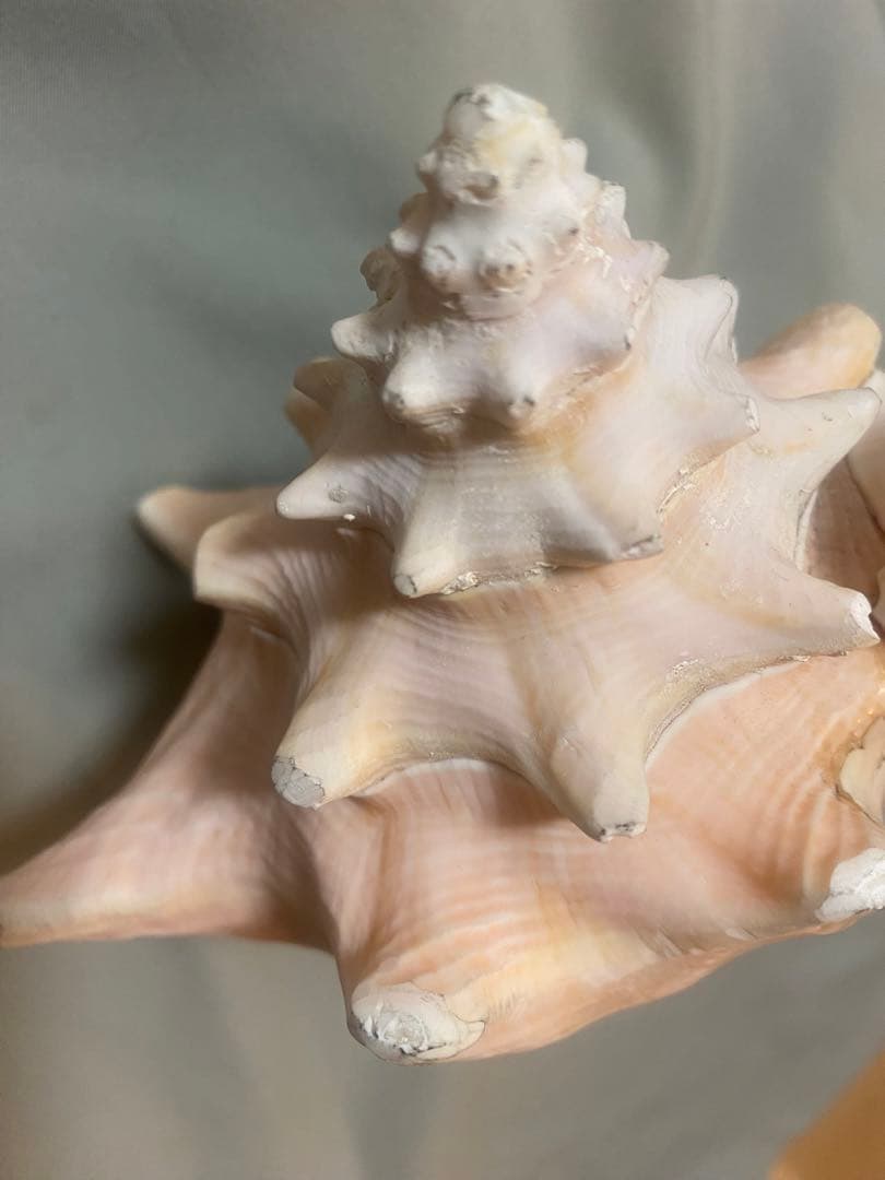 コンク貝 ピンク貝 オブジェ 法螺貝 貝殻 ほら貝 ピンク - メルカリ