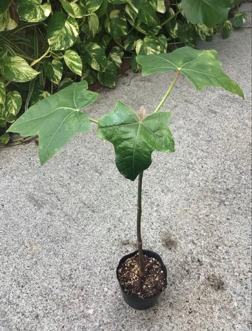ポットごと宅急便！実生苗ククイノキ（ハワイ州木）メ ルカリ便 - メルカリ