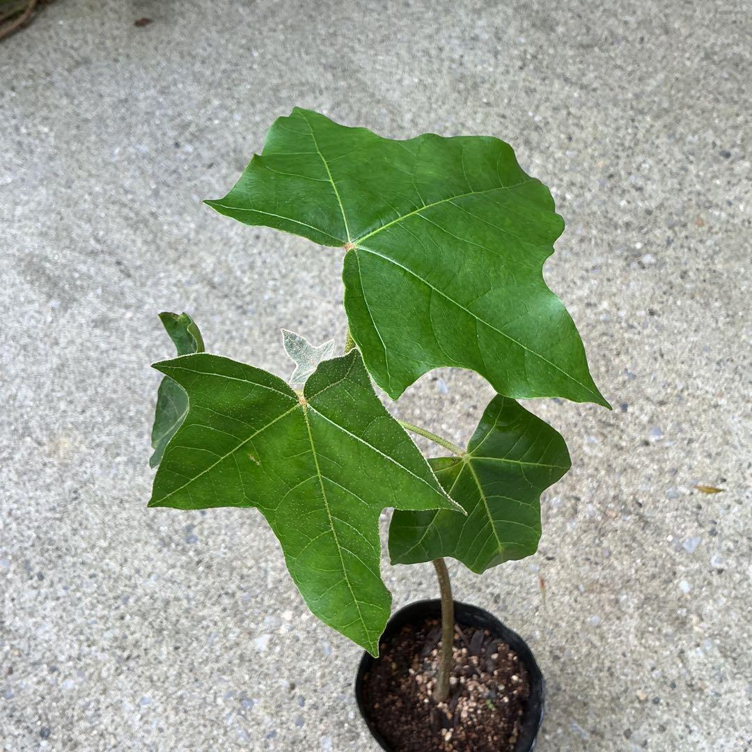ポットごと宅急便！実生苗ククイノキ（ハワイ州木）メ ルカリ便 - メルカリ