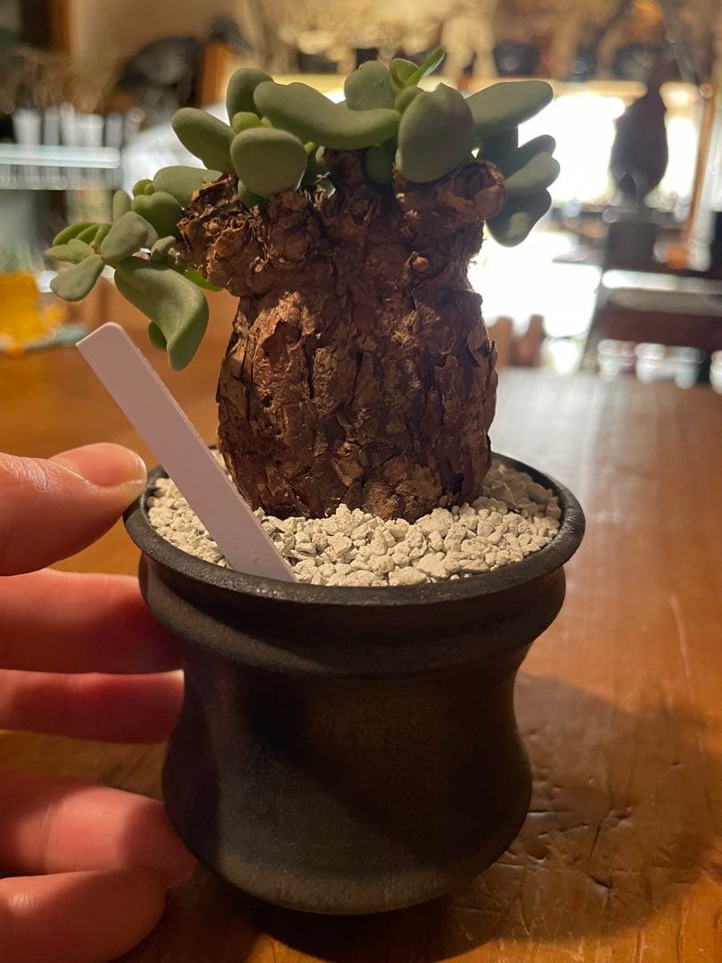 現地球／発根済】小さな巨人/バオバブフォーム ピグマエア - メルカリ