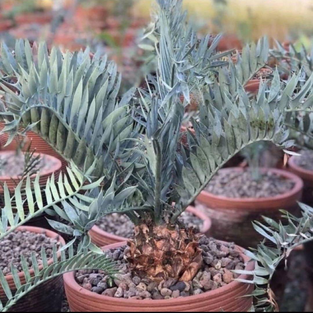 正規輸入種子1粒 エンセファラルトス ホリダス ドワーフ - メルカリ