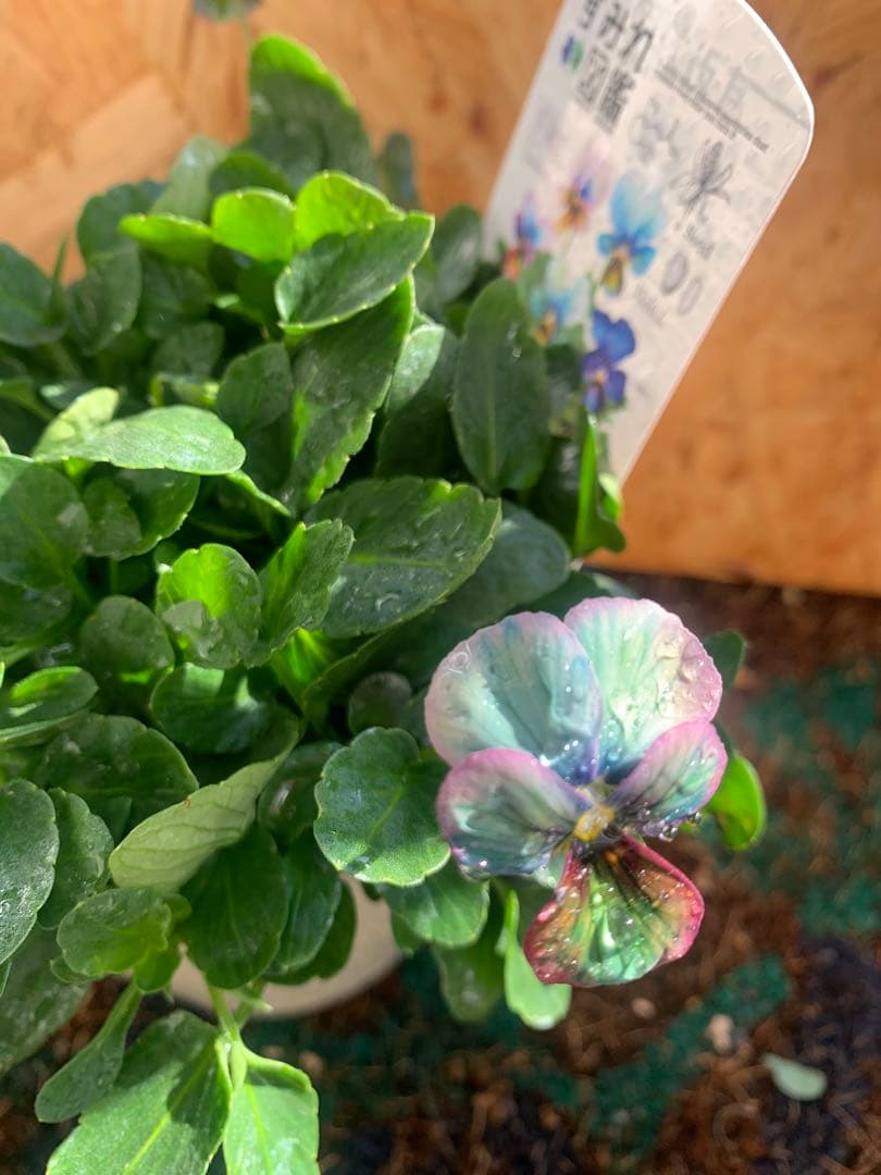 わ*び様 すみれ図鑑　1苗 他