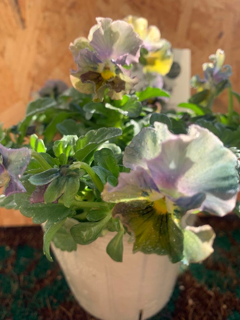 わ*び様 すみれ図鑑　1苗 他