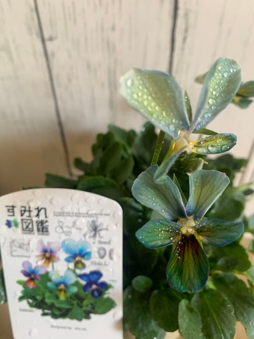 わ*び様 すみれ図鑑　1苗 他