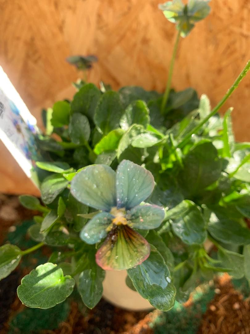 わ*び様 すみれ図鑑　1苗 他