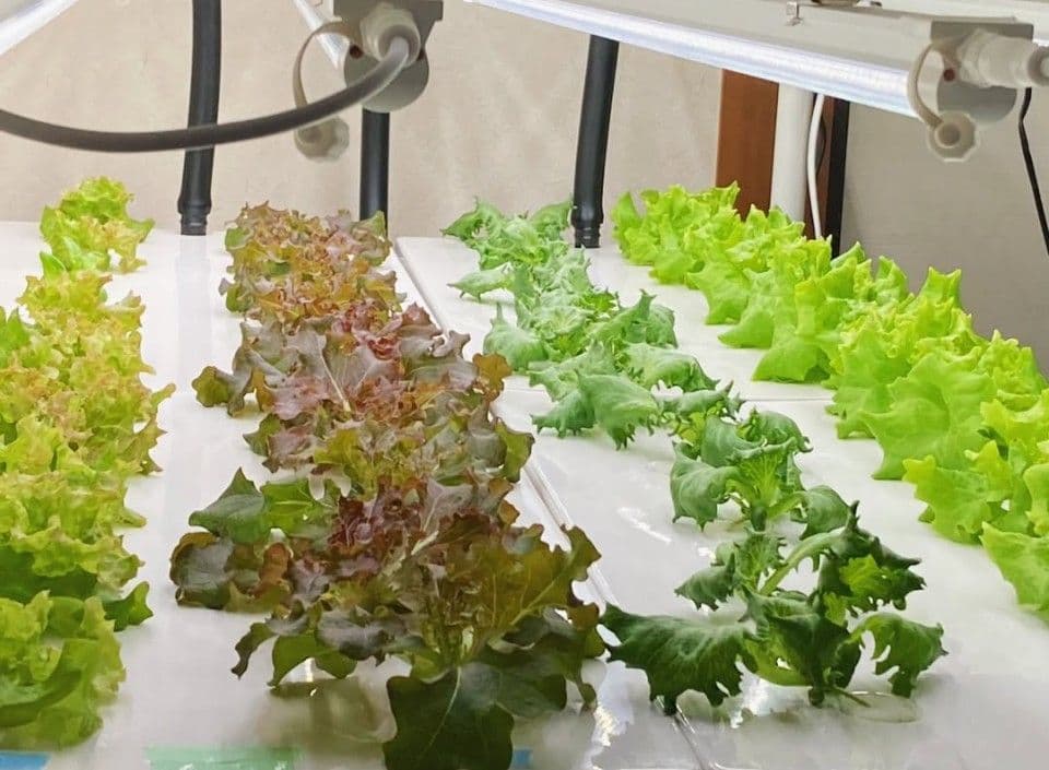 業務用 水耕栽培キット ネオテラス 60Hz - メルカリ