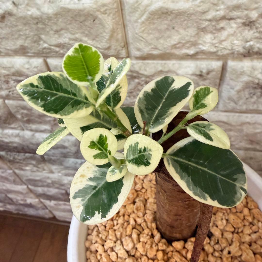 パンダガジュマル 斑入り 接木株 太幹 6号鉢 発根済・新芽あり 2026年最新】パンダガジュマル斑入りの人気アイテム - メルカリ