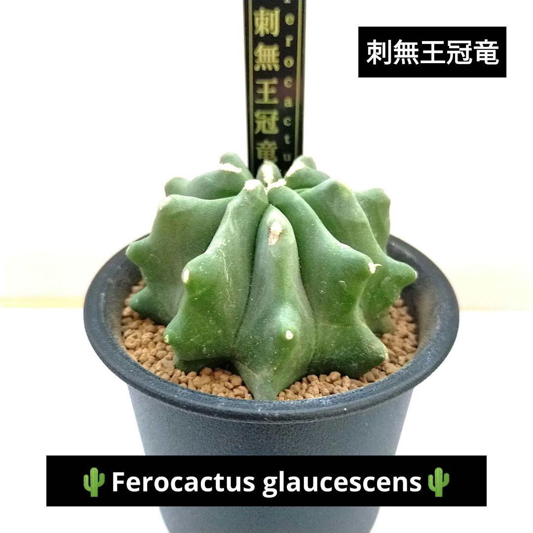 刺無王冠竜 プラ鉢&オリジナルプランツタグ付き №6 - メルカリ