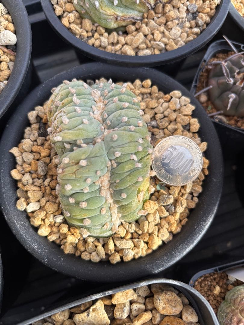 銀冠玉 綴化 自根 - メルカリ