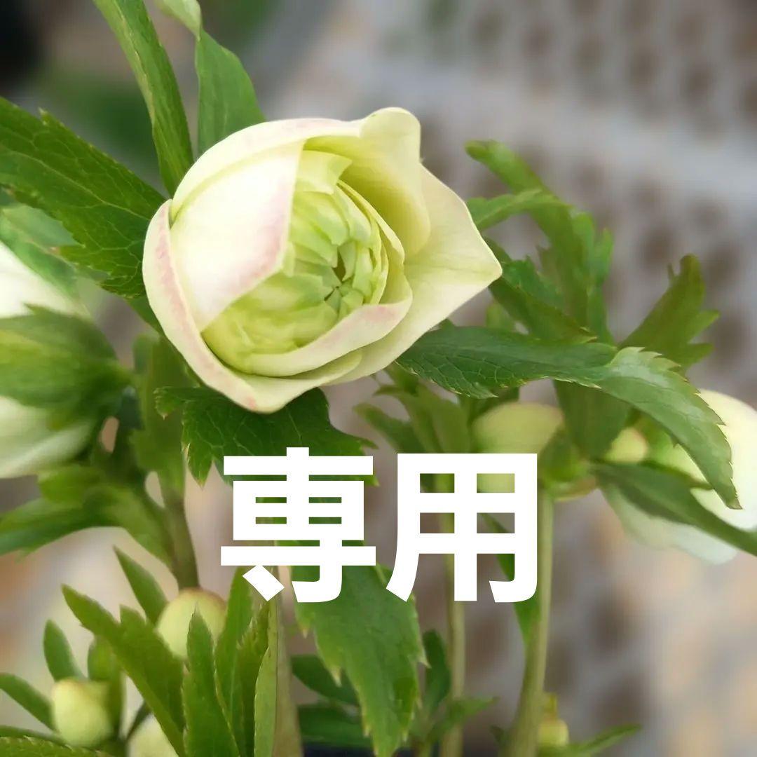 つぼみいっぱい！オリジナルグリーンリップ♪クリスマスローズ、苗
