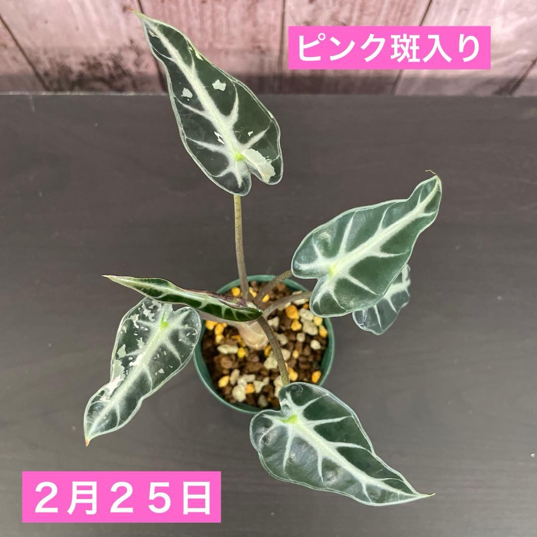 ☆超希少☆アロカシア☆ピンク☆斑入り☆小さくて可愛いバンビーノ