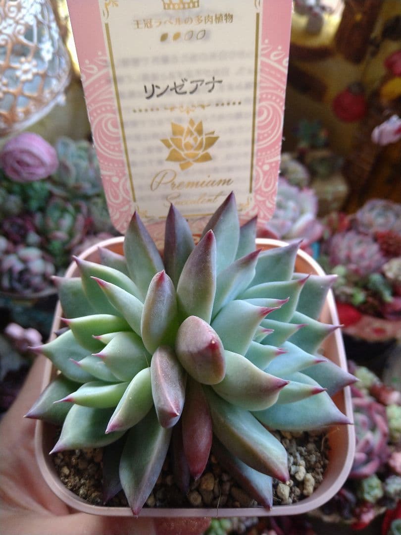 札付きリンゼアナ苗 ポットごとメルカリ便にて発送予定です。 - メルカリ