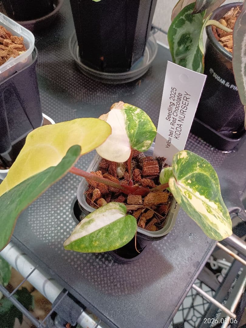 アンスリウム red chocolate × yellow bell - メルカリ