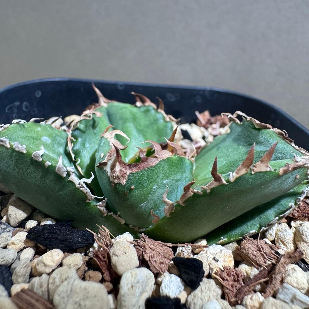 アガベ CJ Special NS.2ナカノ商店 - メルカリ