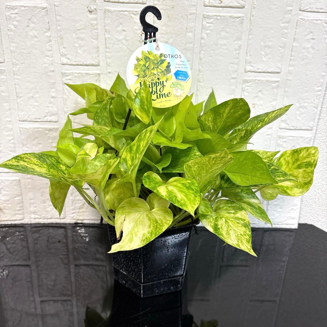 namum様同梱用モリモリ♡ポトスハッピーライム♡5号吊り - メルカリ