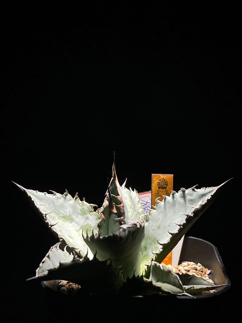 Agave Titanota Lion's Mane \"獅毛\" アガベ チタノタ ライオンズメーン Agave titanota Lion's Mane |