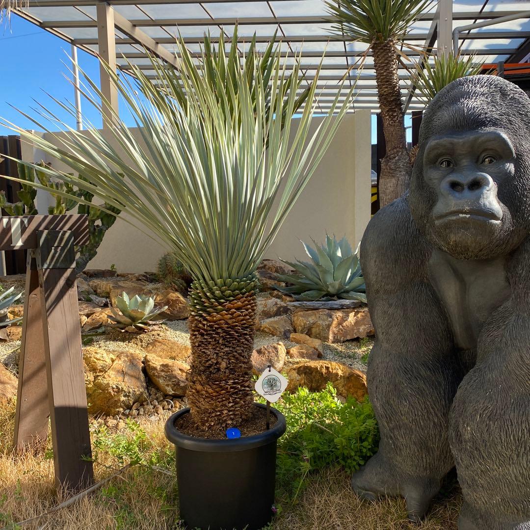 ユッカ マルデヌベス 1 - メルカリ