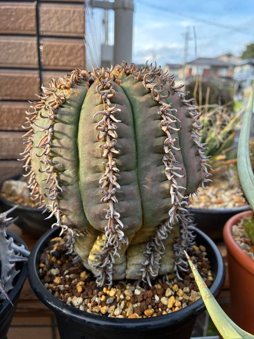 【アビス】短刺天平丸　狂刺タイプ　特大株　親株　鉢のまま発送