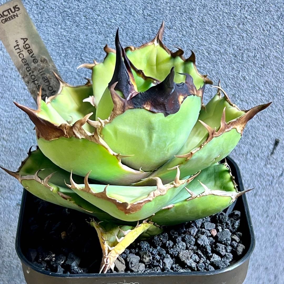 現品 アガベ チタノタ トリケラトプス カクタスグリーン 白犀牛 - メルカリ