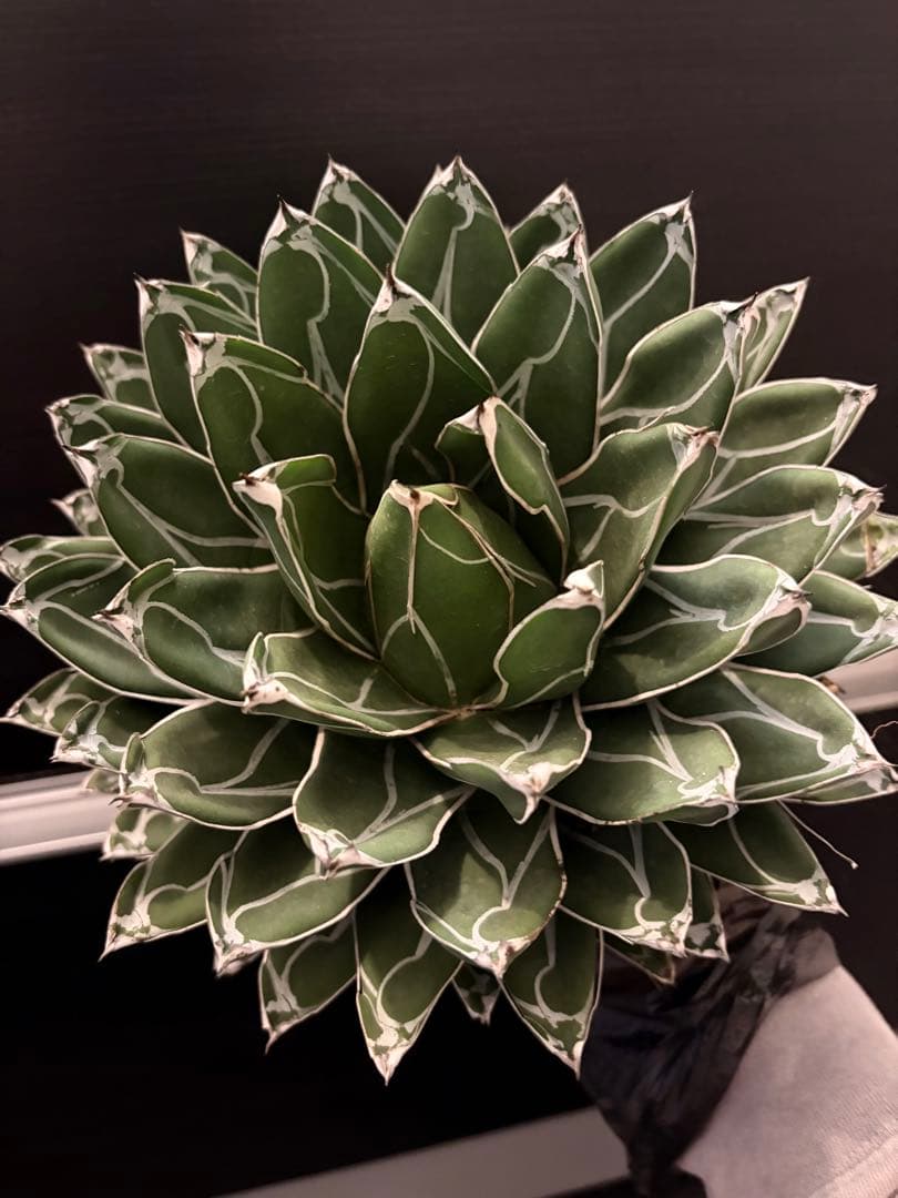耐寒性アガベ 笹の雪　大株◇多肉サボテン　ドライガーデン　チタノタ　ホリダ南国 多肉植物：アガベ 笹の雪*幅19cm 現品！一品限り | サボテン＆多肉