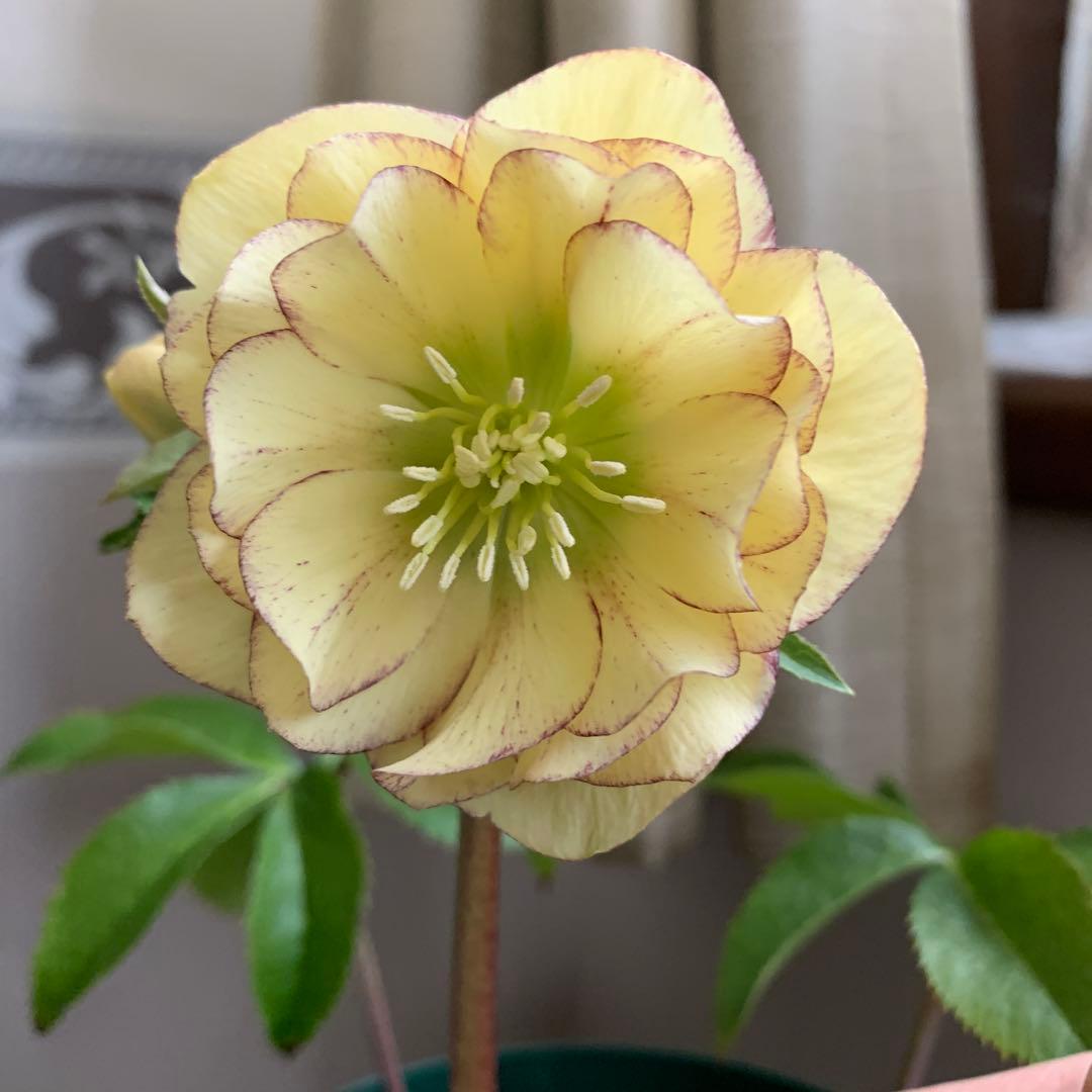 4号ロング鉢 クリスマスローズ② - メルカリ