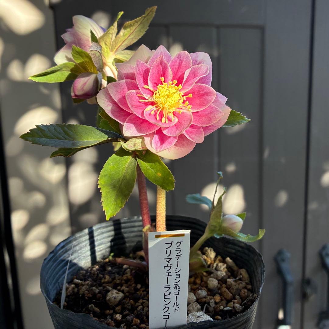 ♡認定♡プリマヴェーラピンクゴールド　開花中 クリスマスローズ開花株 DDプリマヴェーラホワイトゴールド 282 現品