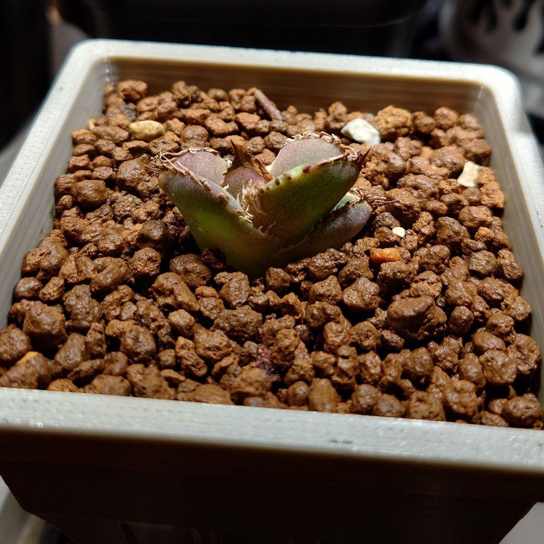 アガベ 麻花龍 子株 Berlin産 ぶつぶつ 植木鉢セット - メルカリ