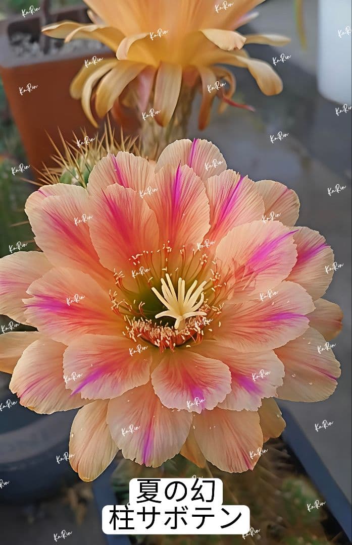 50-夏の幻 新品種 花サボテン柱サボテン 花サイズ16-18cm - メルカリ