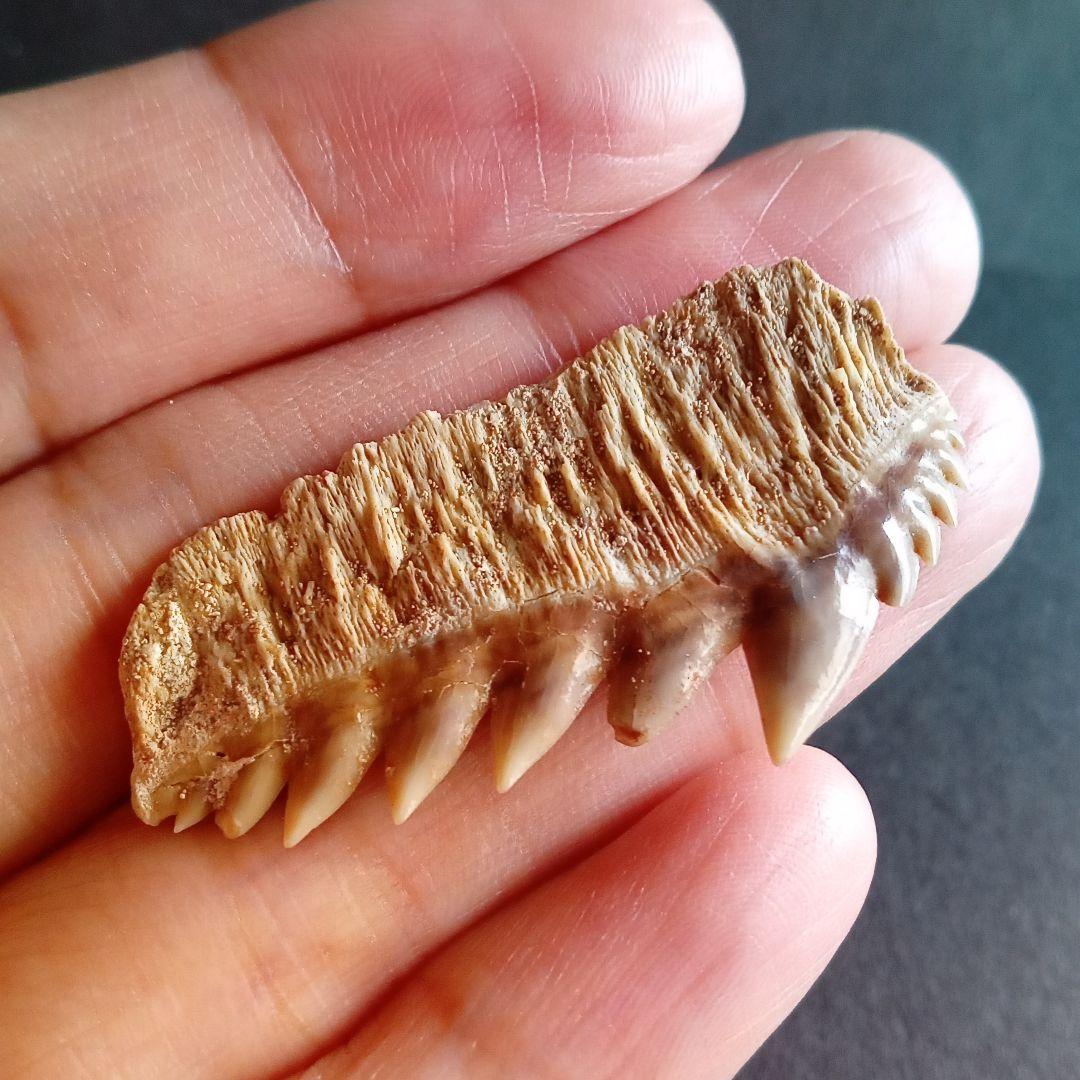 化石 骨格 標本 サメの歯 エビスザメ 希少種 セブンギルシャーク