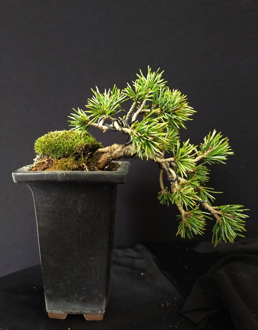 八房五葉松 盆栽 懸崖 - メルカリ