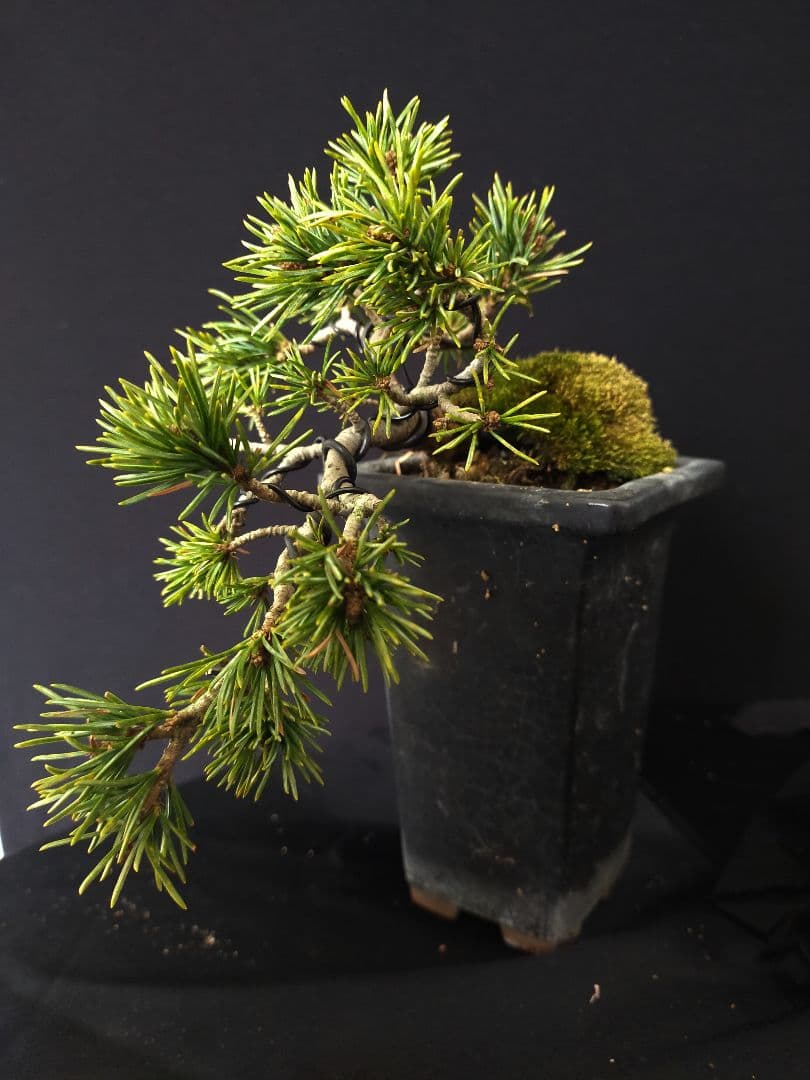 八房五葉松 盆栽 懸崖 - メルカリ