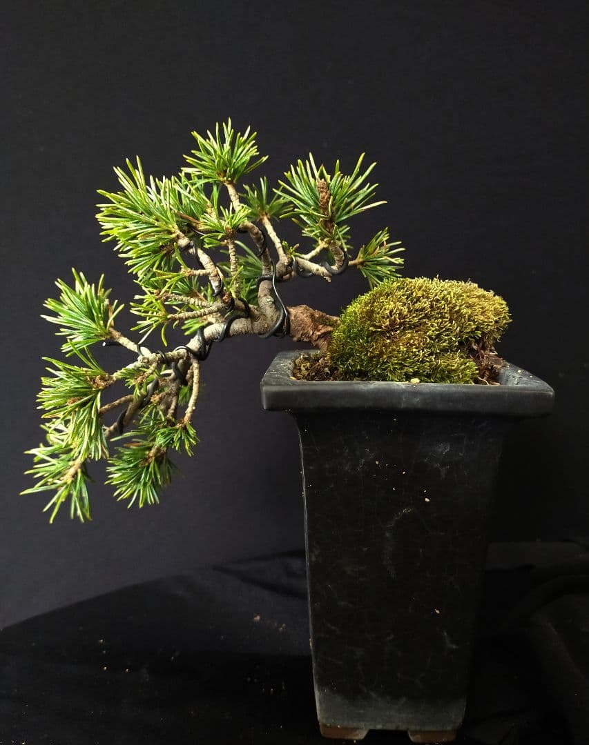 八房五葉松 盆栽 懸崖 - メルカリ