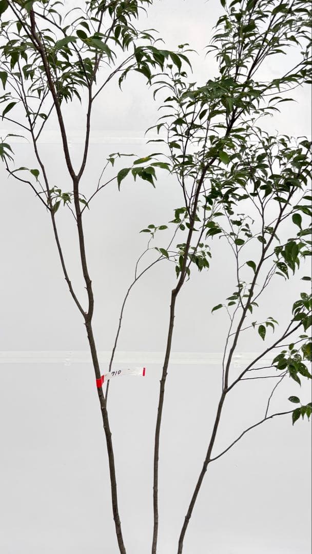 美しい樹形が魅力的 山採り ハイノキ 株立 710 樹高2.2m位