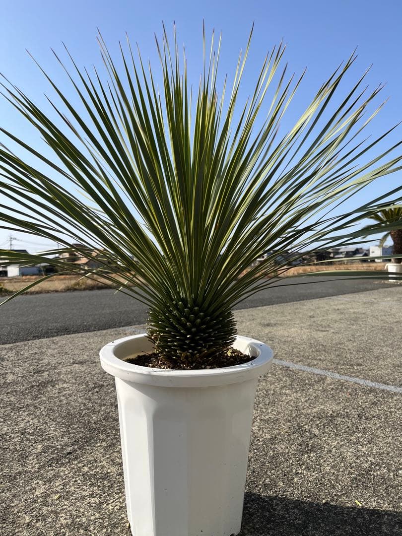 ユッカ ロストラータ 幹上がり ボリュームあり 10号鉢 25 - メルカリ