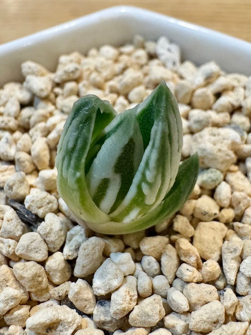 ハオルチア 天使の泪 カキ仔 未発根 カット小苗 - メルカリ