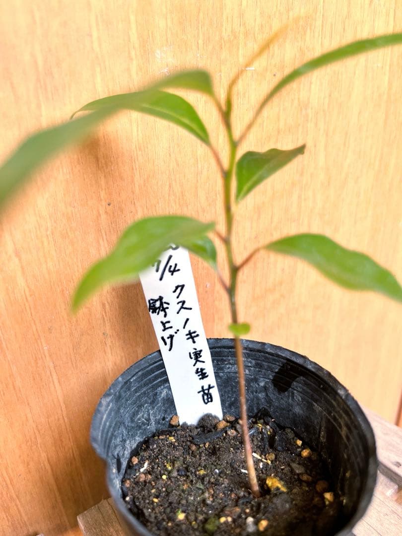 クスノキ 楠木 楠 自然実生 苗木 小苗 くすのき - メルカリ