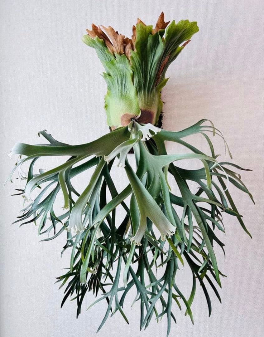 P. willinckii '月光' (月光爪哇) spore - メルカリ