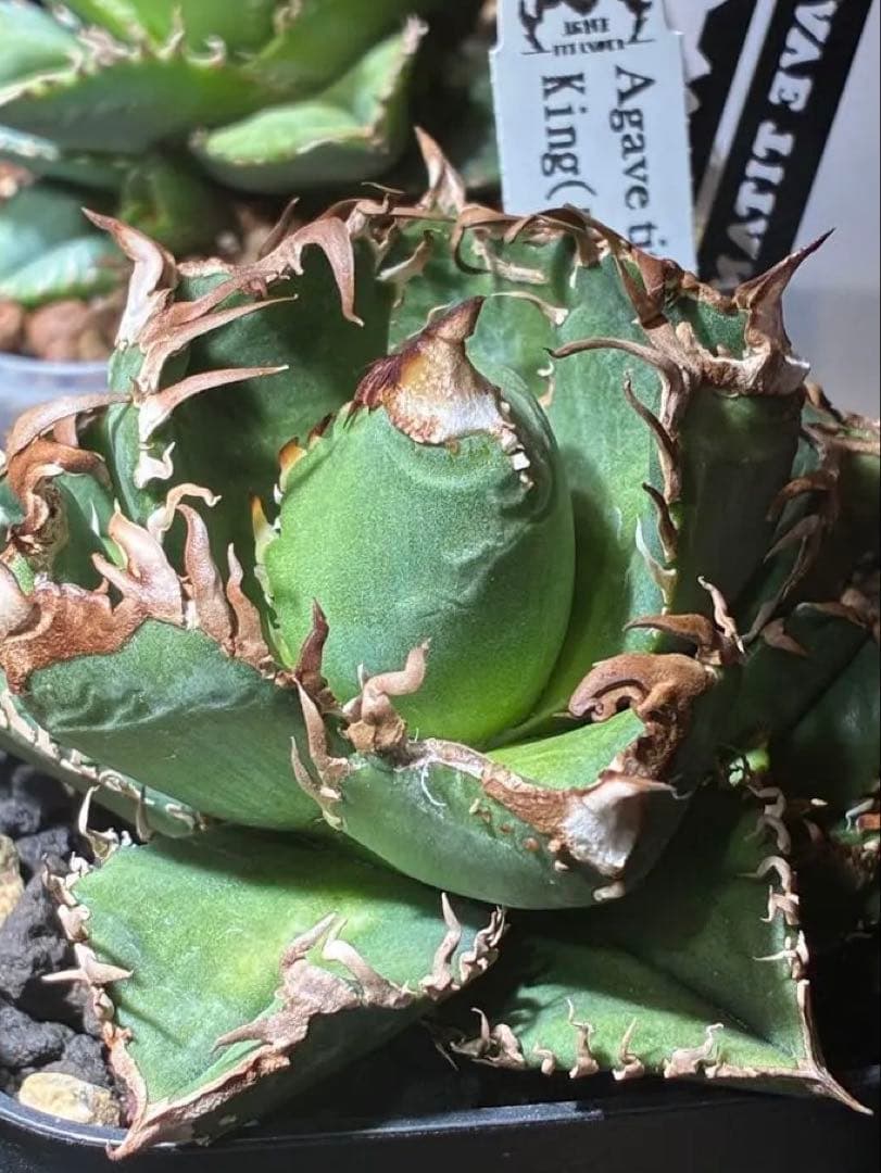 アガベチタノタ 皇冠 クラウン 中子株+子株沢山 - メルカリ