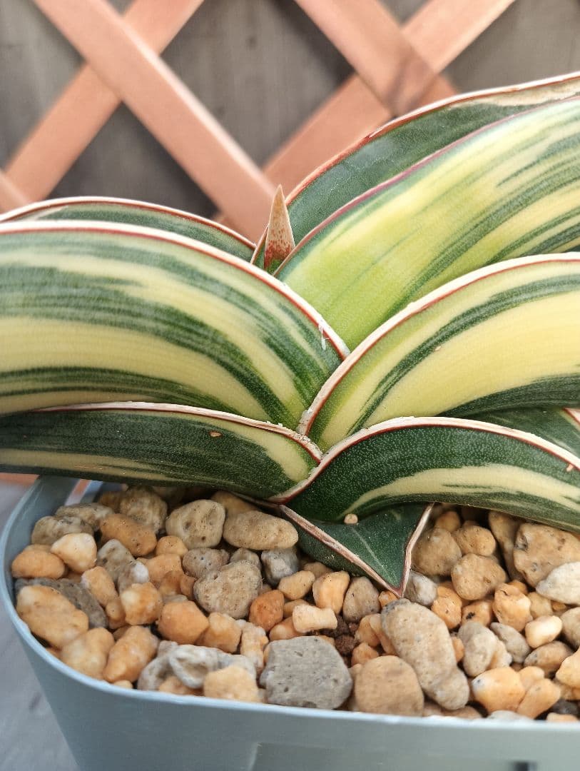 ☆S-4 超希少！大き目 サンスベリア ロリダ 斑入り ベアルート