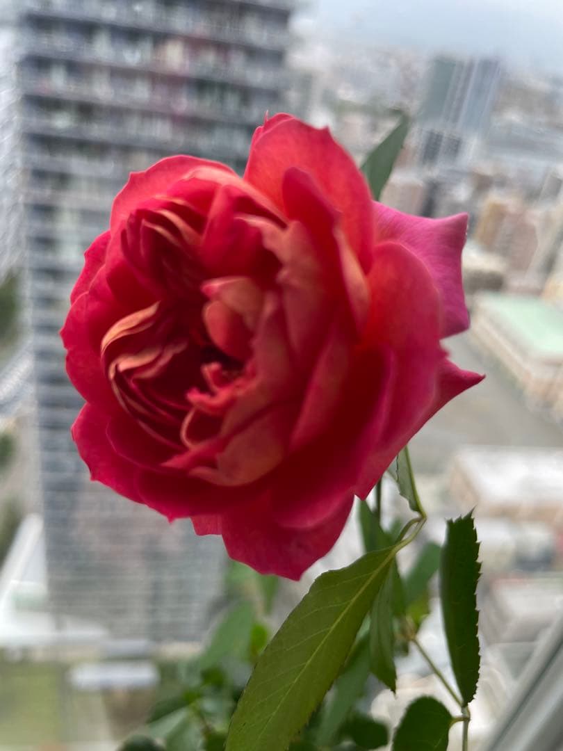 セール！数量、期間限定！お任せバラ挿し穂10種かく各1本